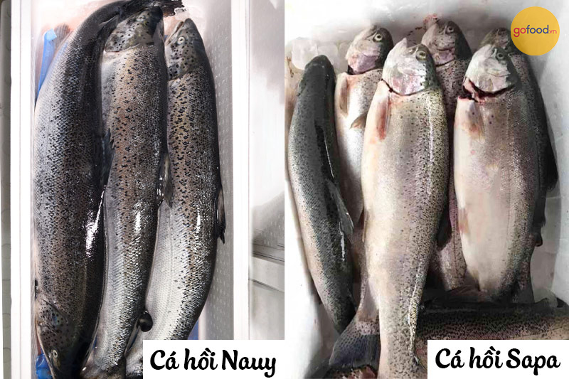 Vẻ ngoài khác biệt của cá hồi nhập và cá hồi Việt Nam